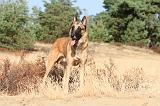 MALINOIS 106